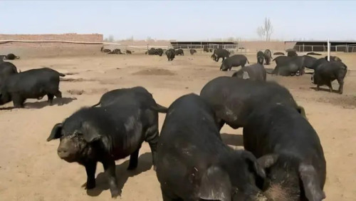 功在当代利在千秋！中国人在沙漠里放了10万头黑猪 解决世界级